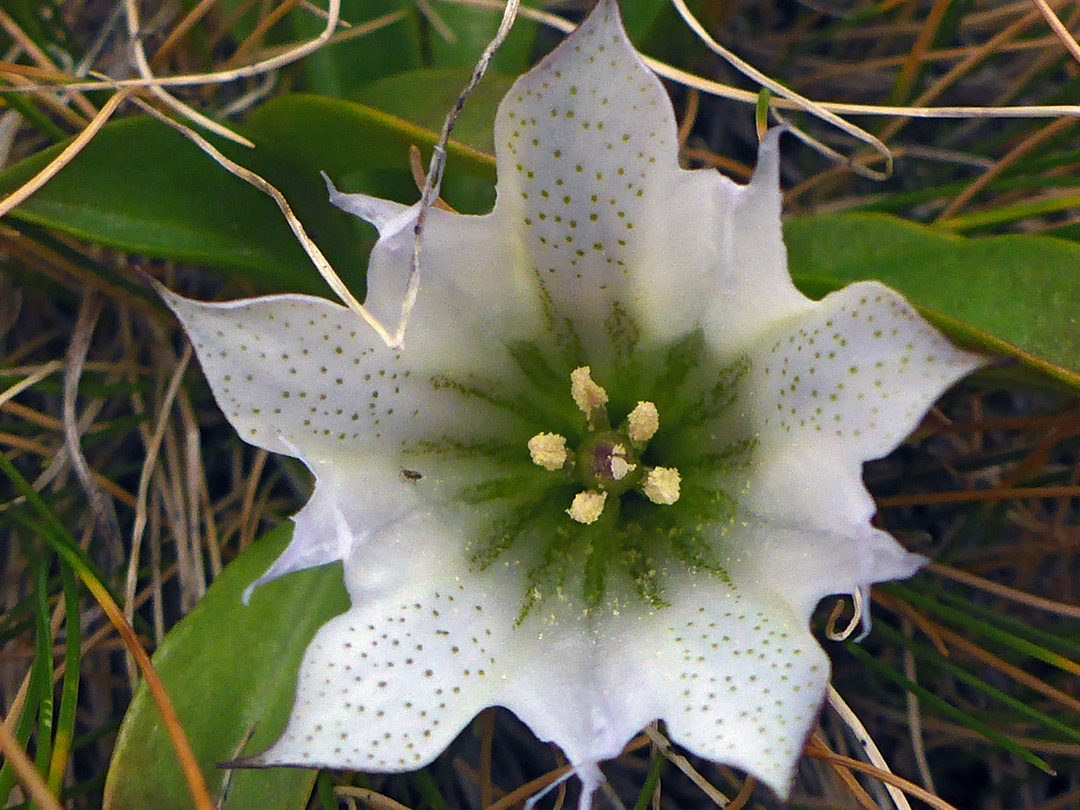 Green-dotted white corolla