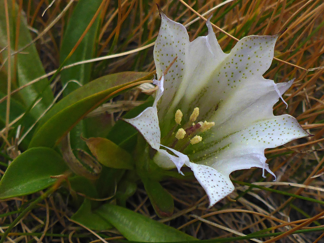 Leaves and flower