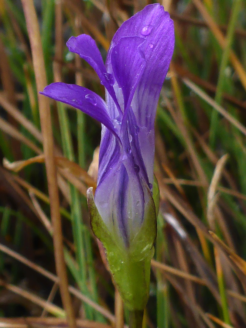 Droplets on a flower