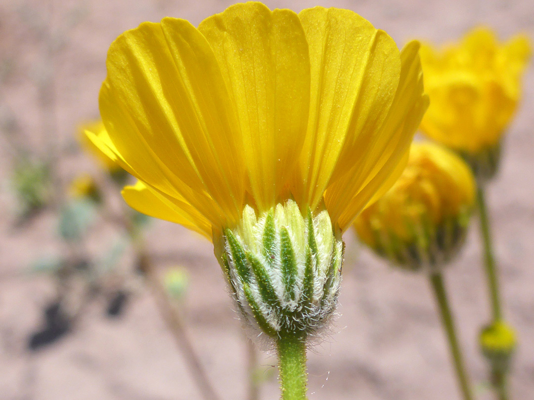 Hairy phyllaries