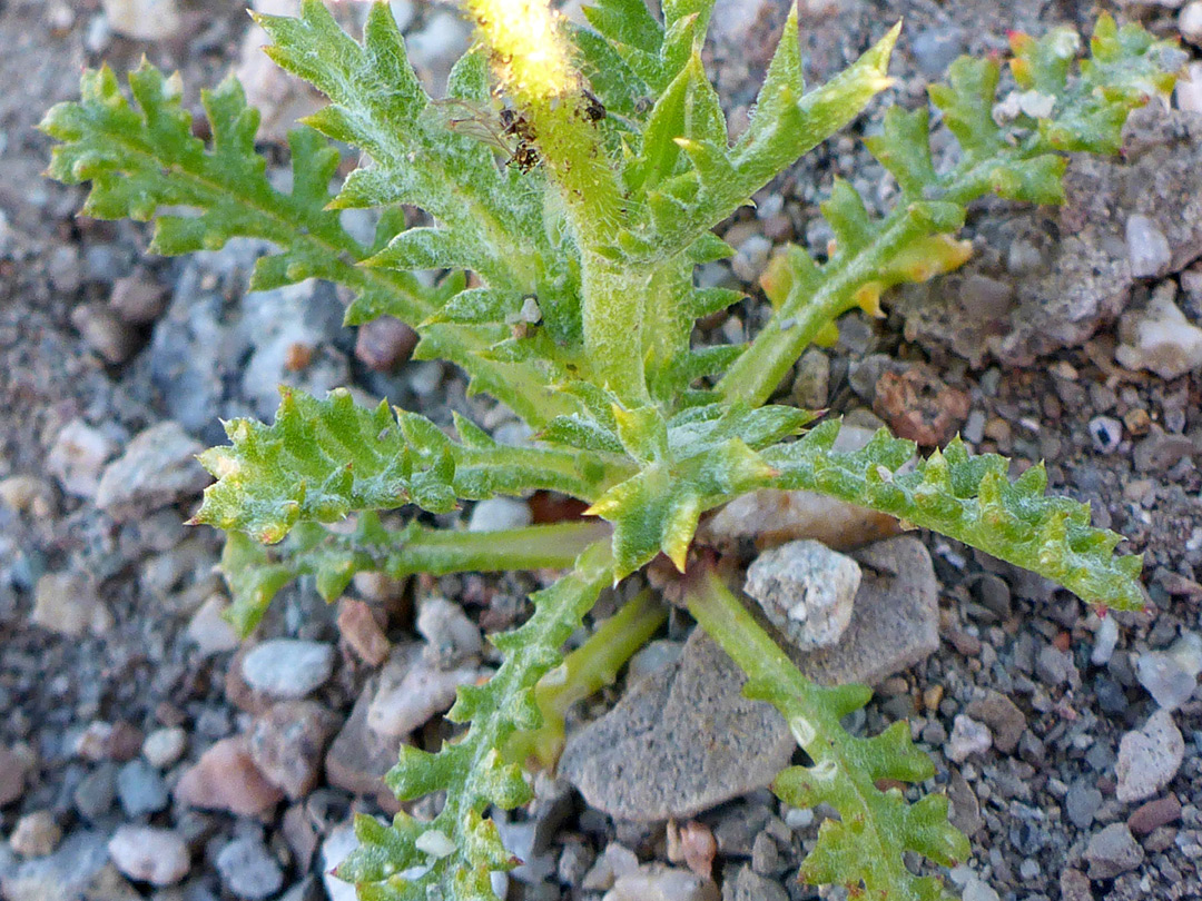 Pinnate leaves