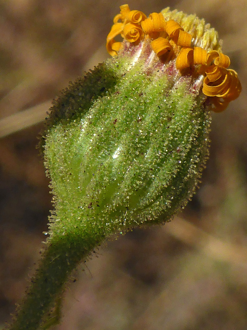 Glandular involucre