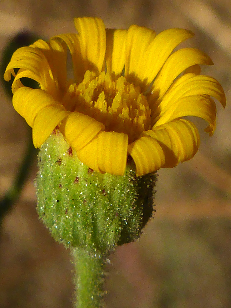 Yellow flowerhead