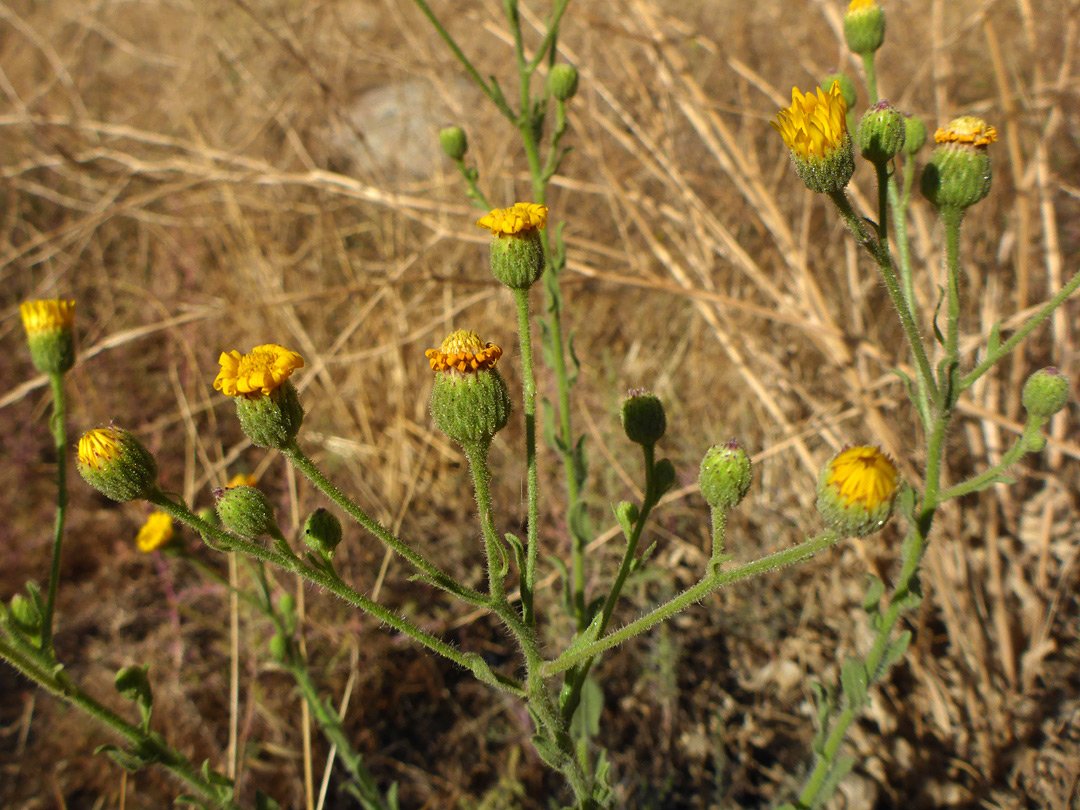 Branched inflorescence