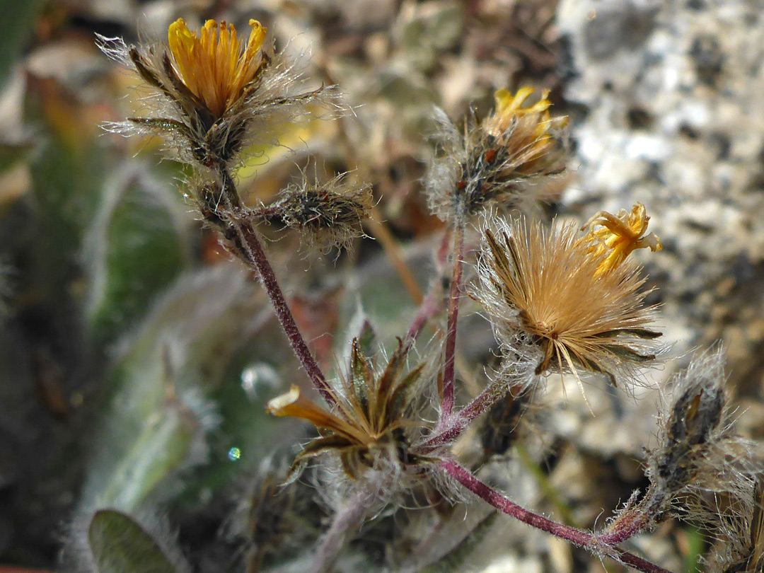 Hairy phyllaries