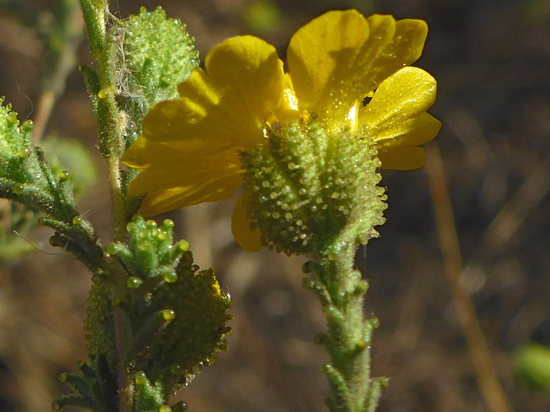 Glandular involucres