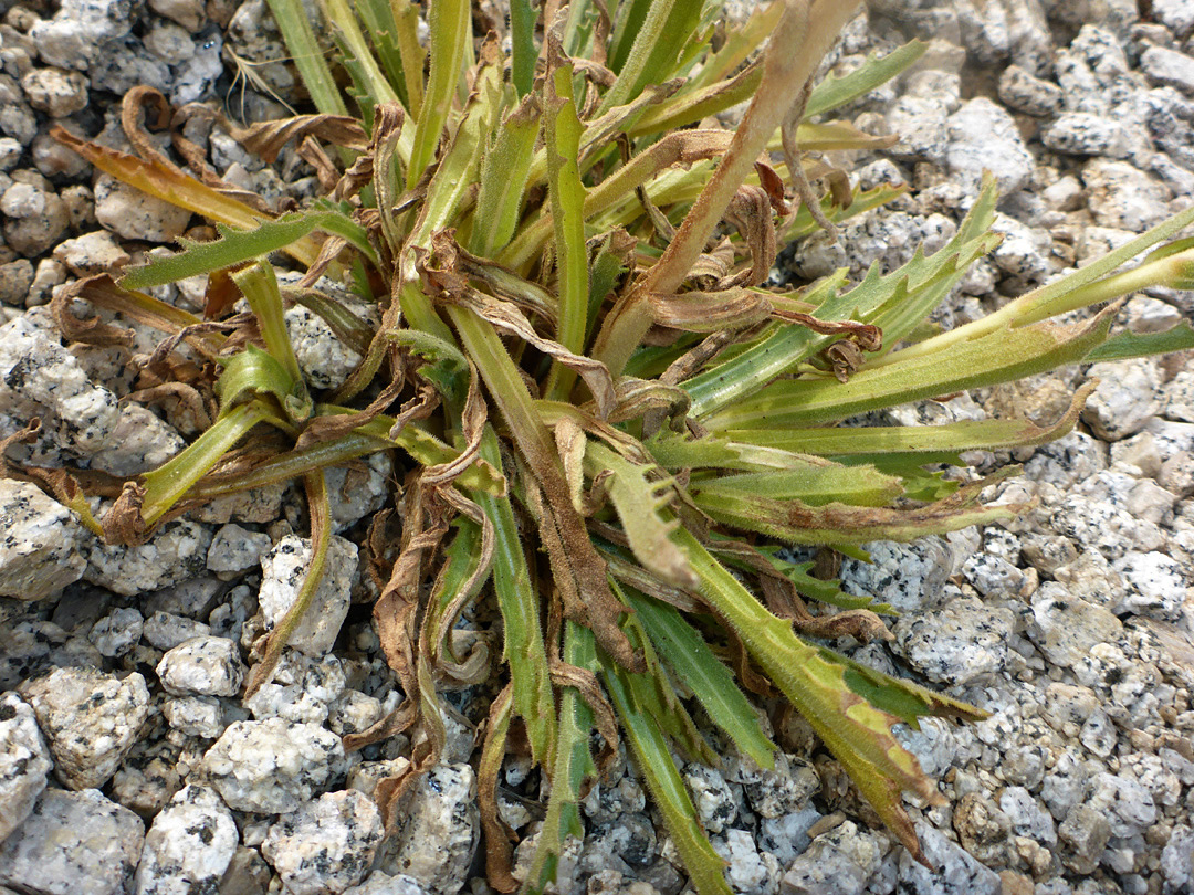 Basal leaves