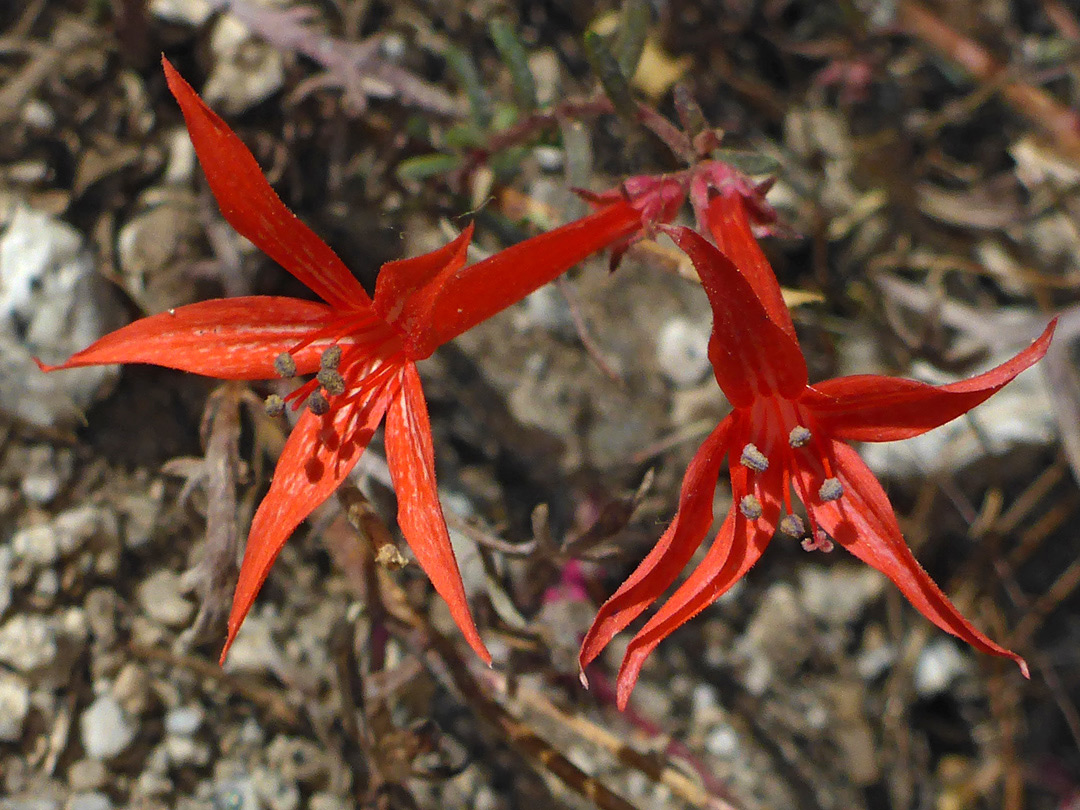 Two red flowers