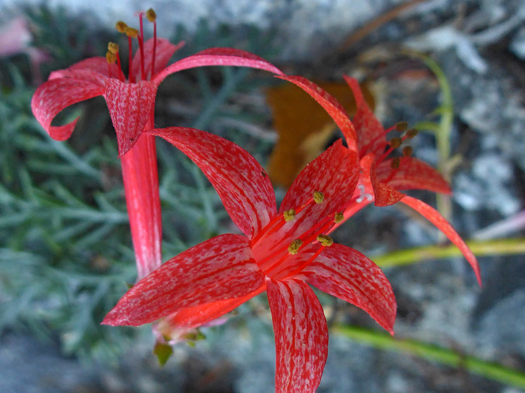 Three flowers