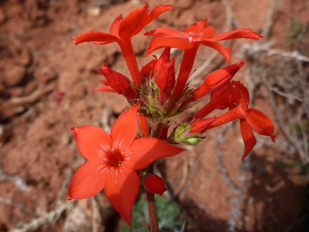 Tubular red flowers