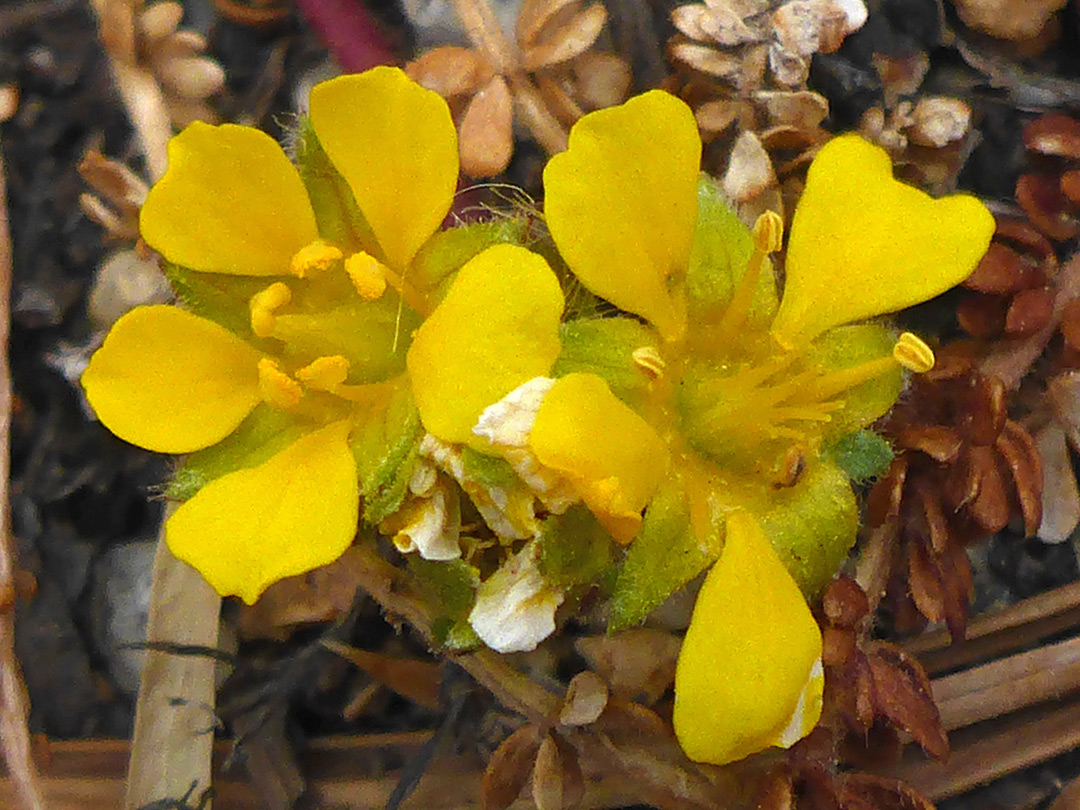 Two yellow flowers