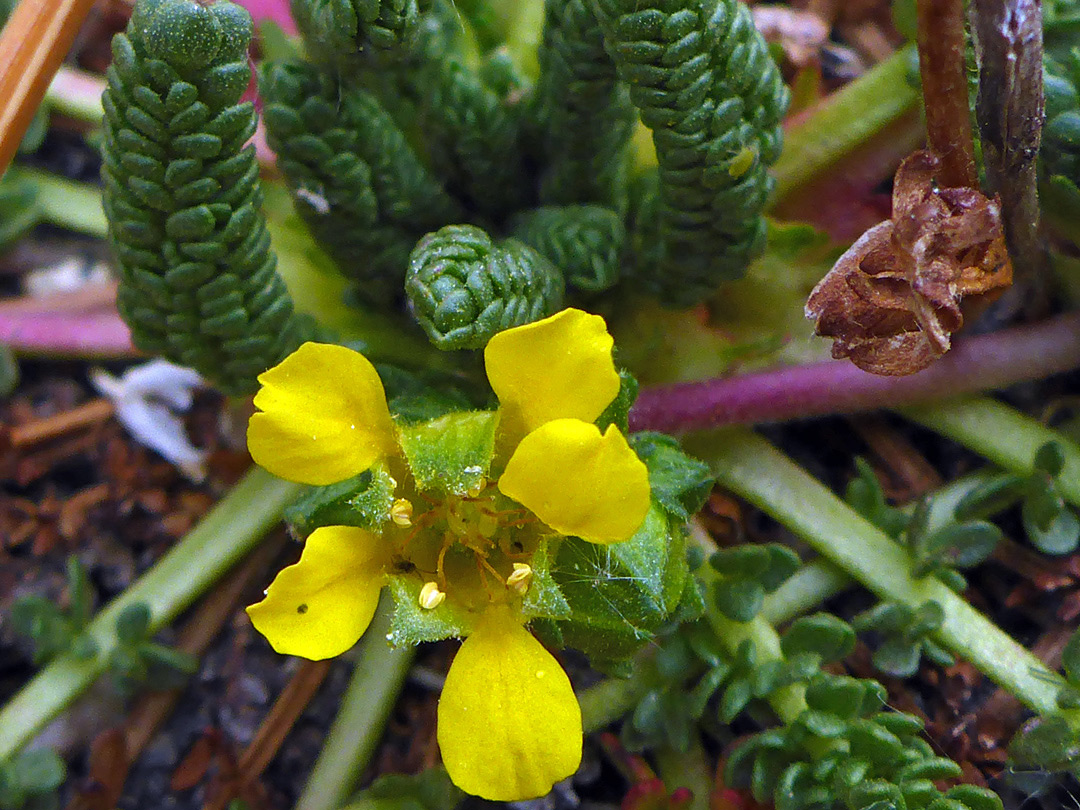 Flower and leaves