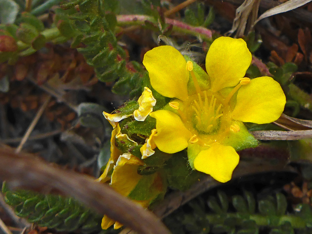 Clawed yellow petals