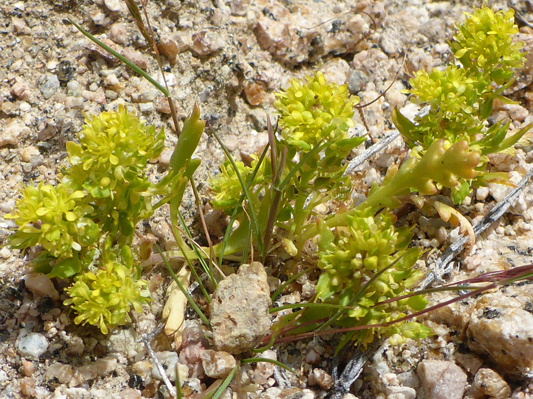 Low-growing plant