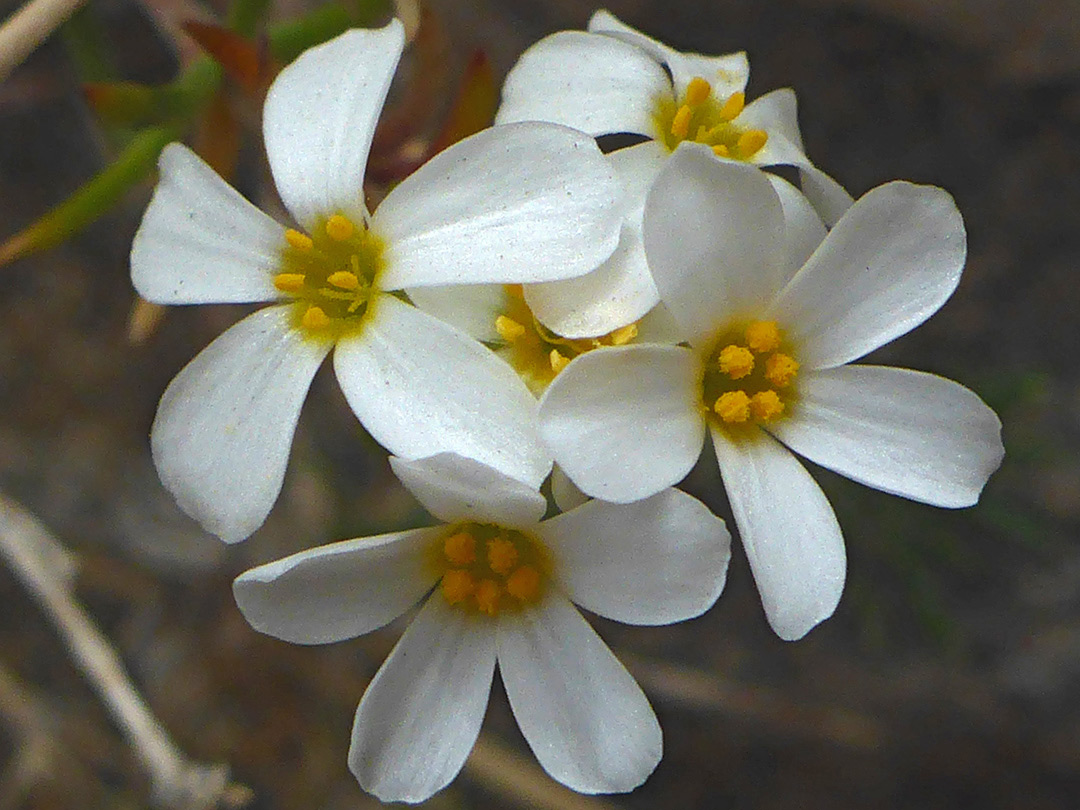 Group of flowers