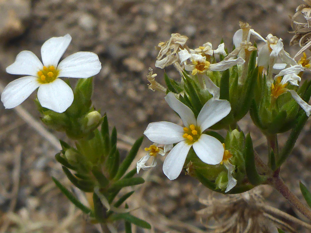 Flowers, some withered