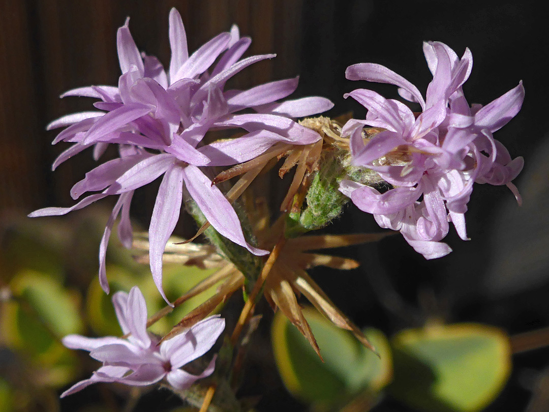 Inflorescence