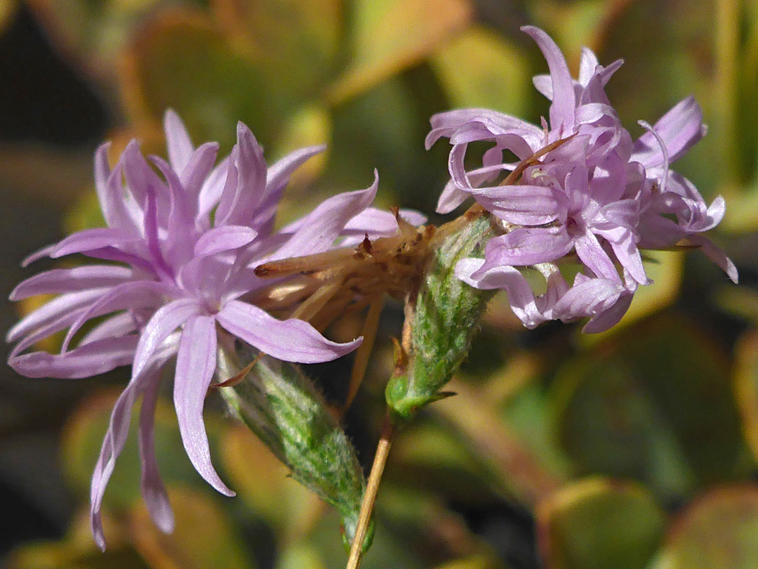 Two flowerheads