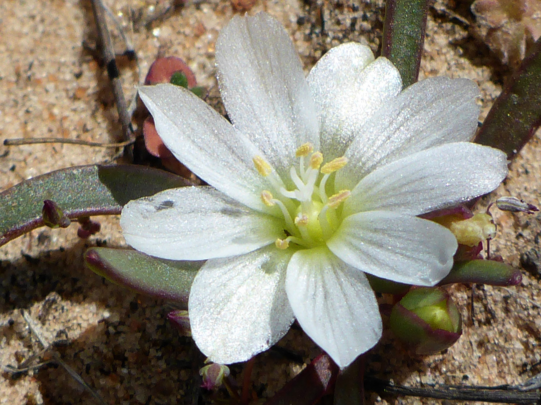 Nine-petalled flower