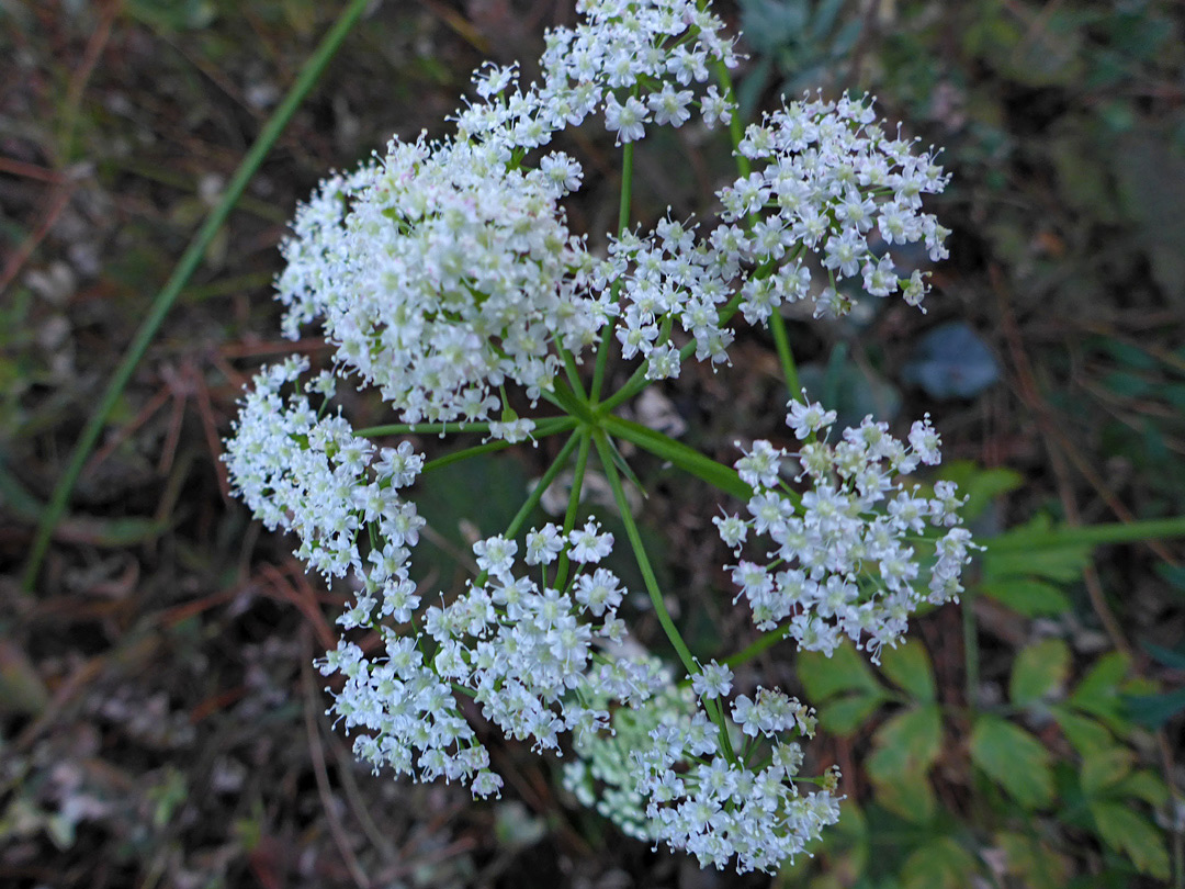 White inflorescence