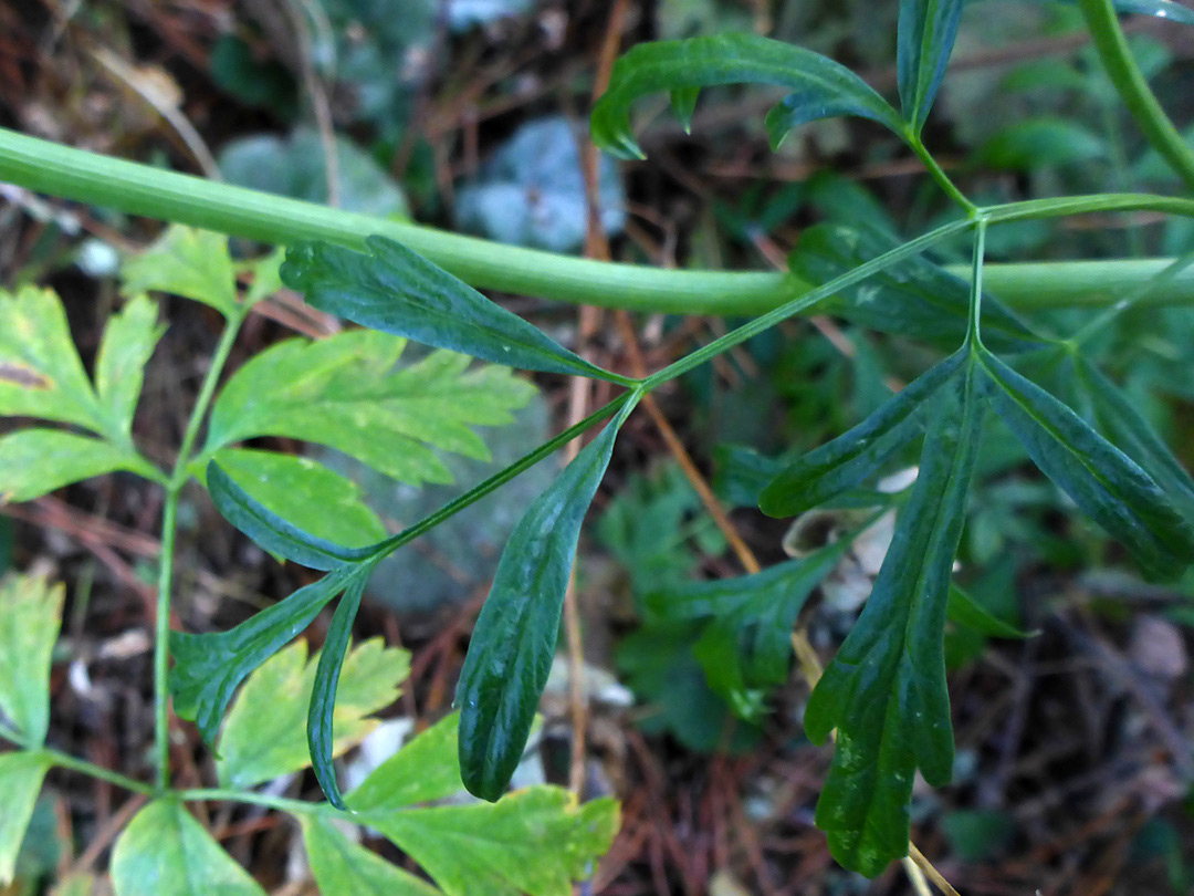 Hairless, lobed leaves