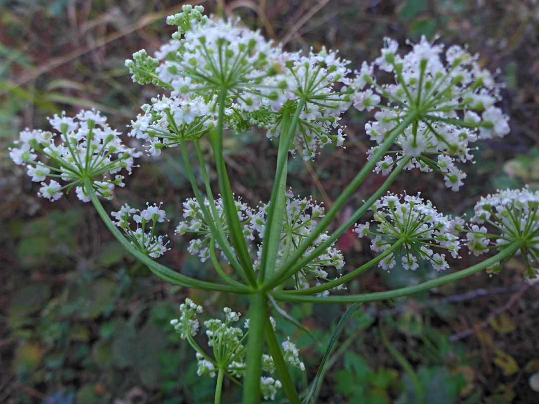 Bractless flower cluster