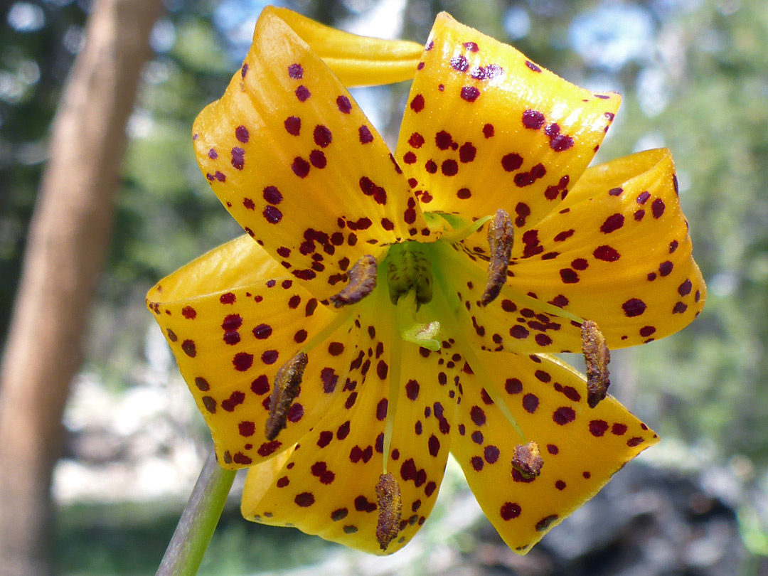 Greenish flower center - pictures of Lilium Kelleyanum, Liliaceae ...