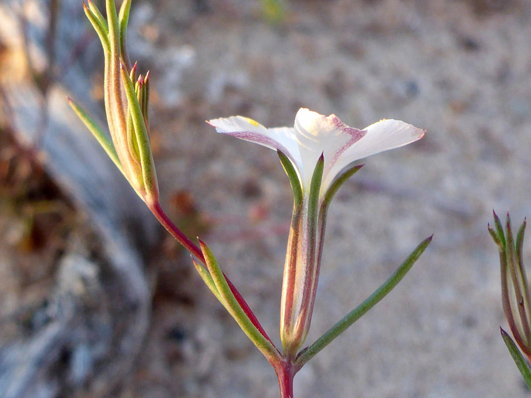 Linear calyx lobes