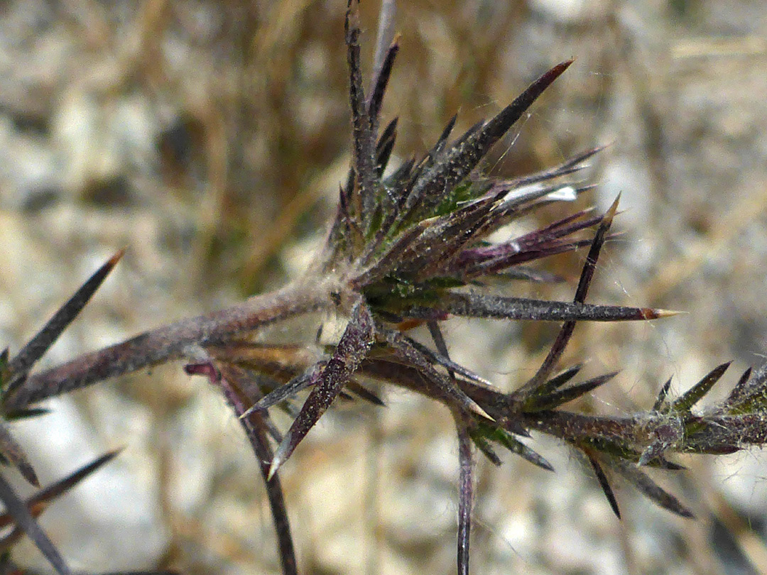 Spine-tipped bracts