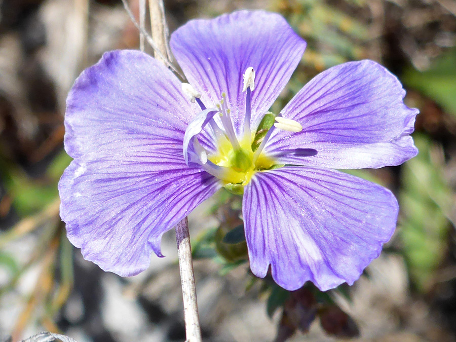 Veined petals - pictures of Linum Lewisii, Linaceae - wildflowers of ...