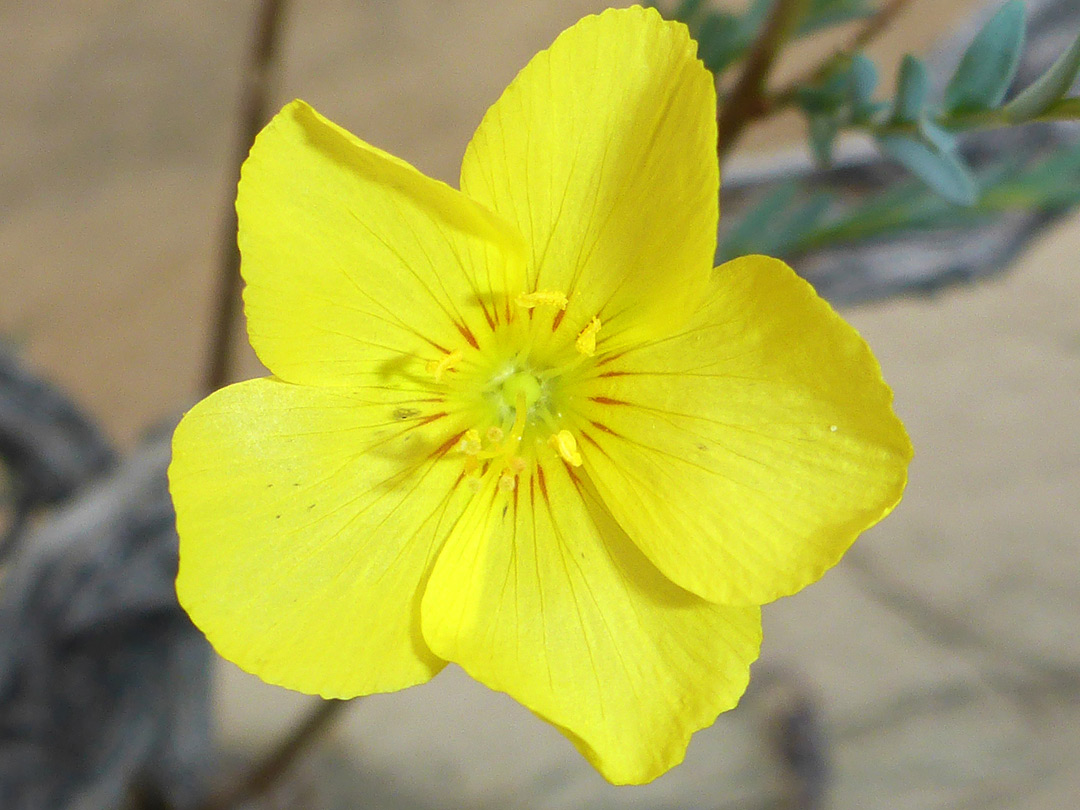 Five-petalled flower