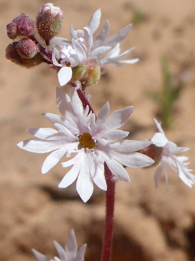 Flower cluster