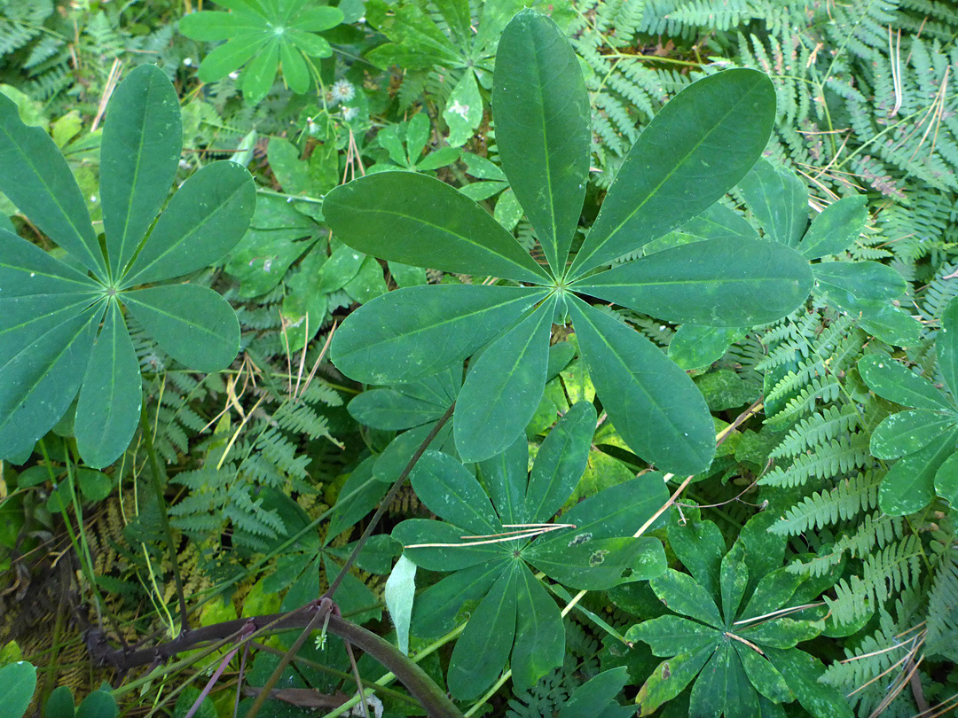 Hairless leaves