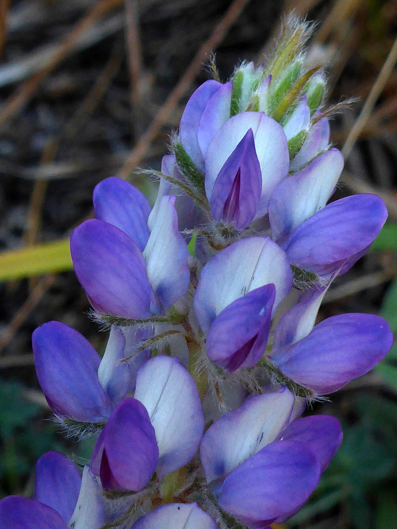 White and blue flowers