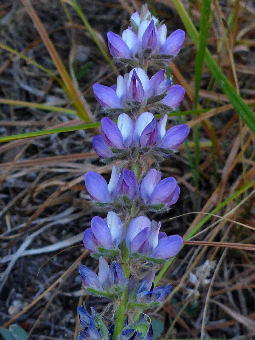 Elongated inflorescence