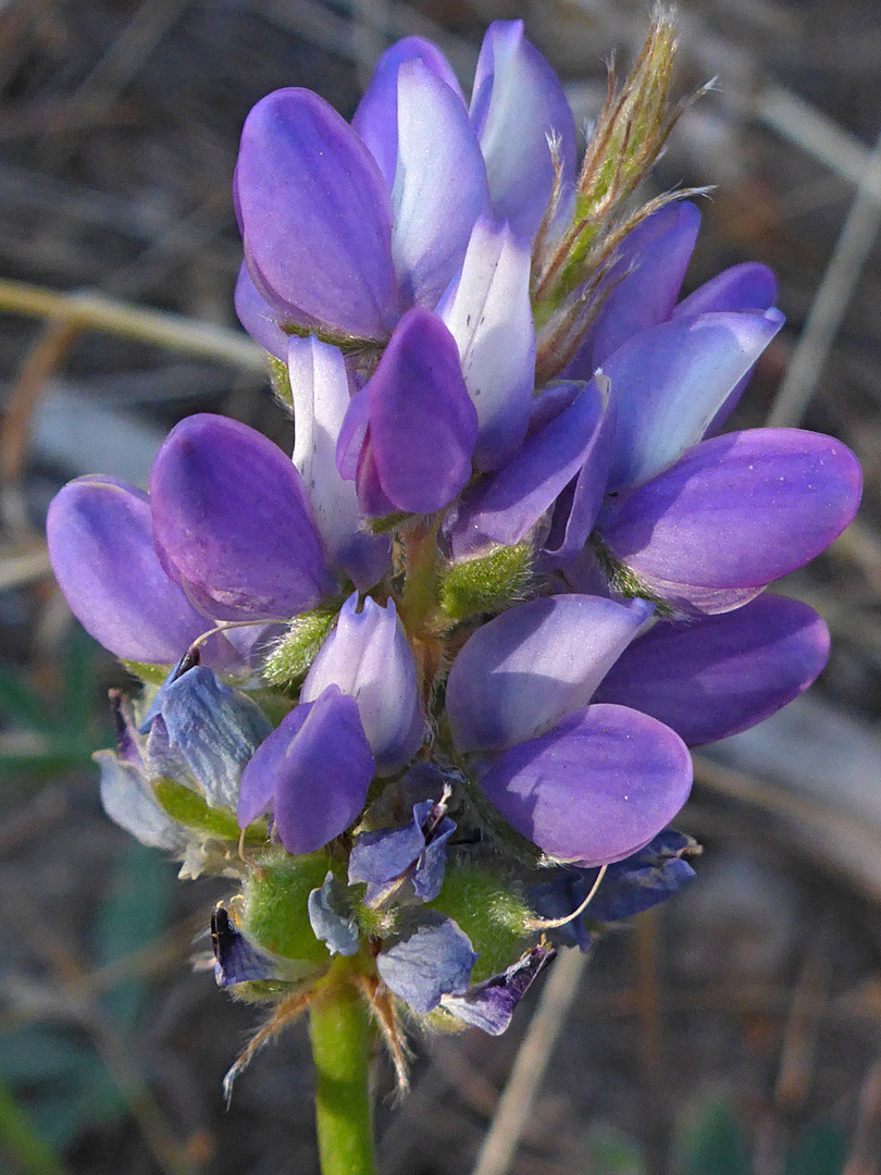 Clustered flowers