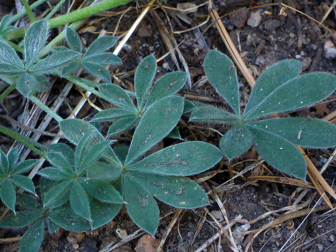 Sparsely hairy leaves