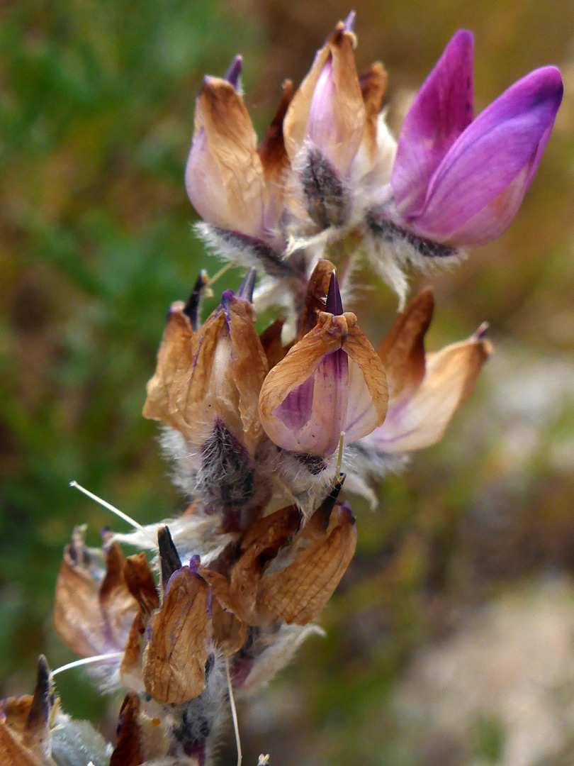 Withered petals