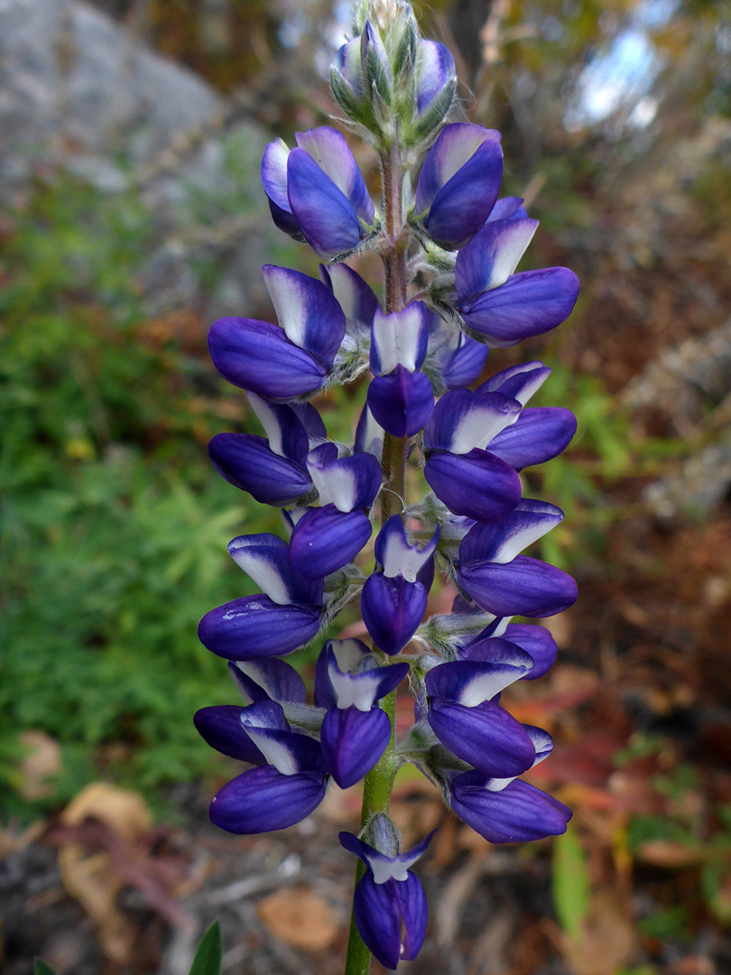 Elongated inflorescence