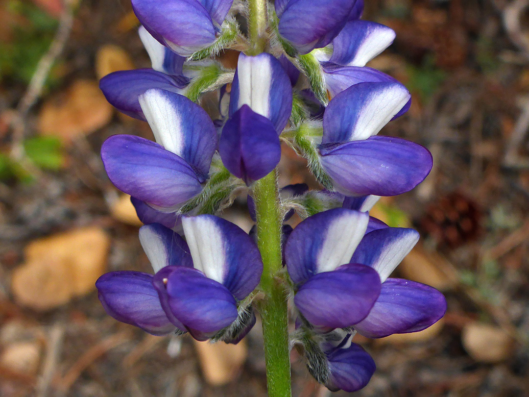 Blue and white flowers