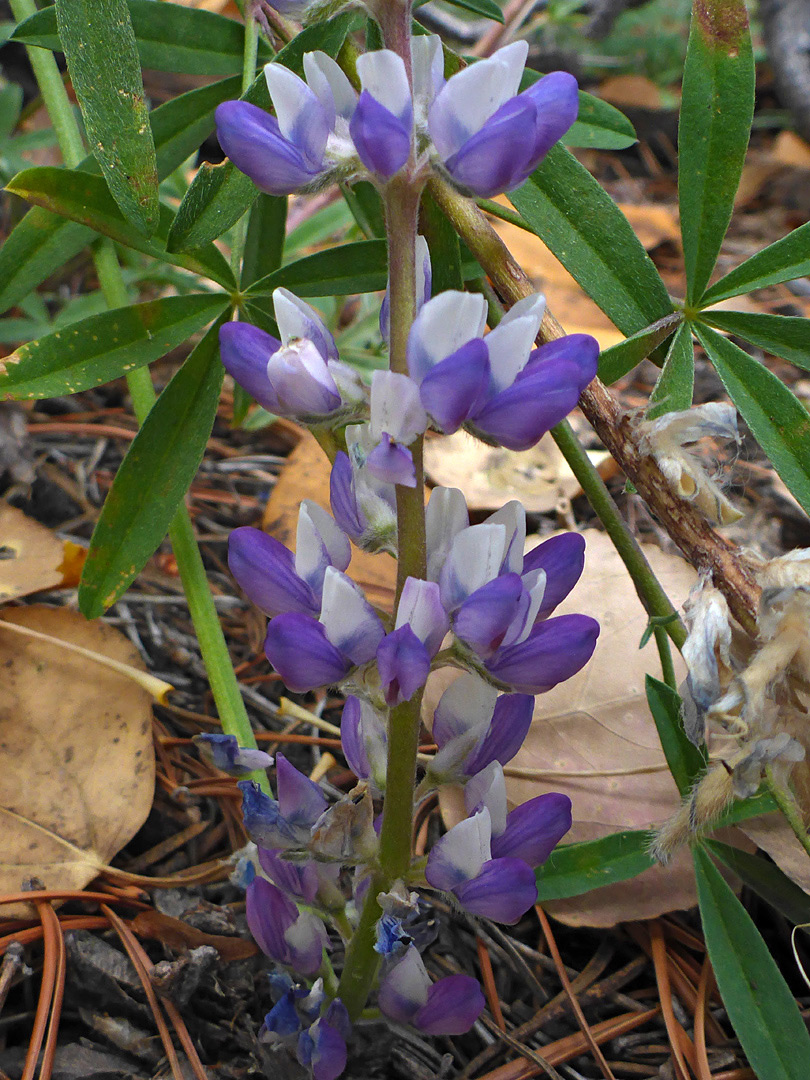 Whorled flowers