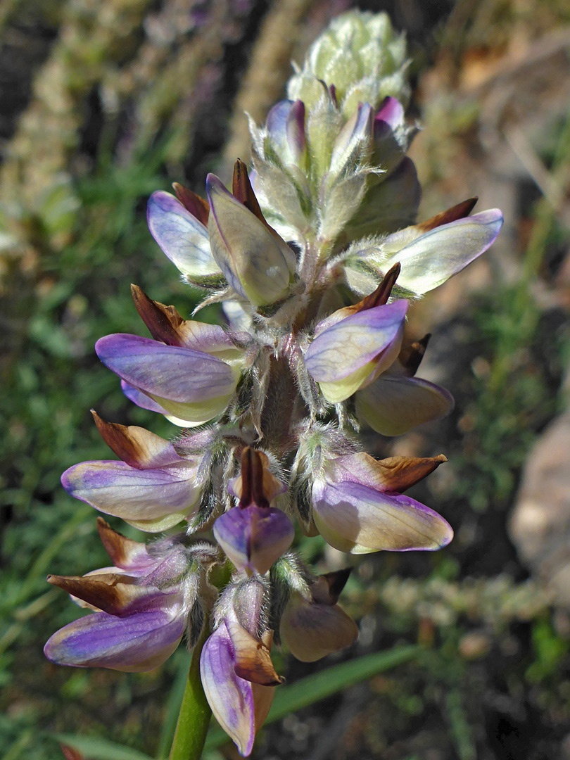 Veined petals