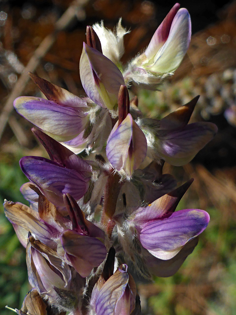 Multicolored petals