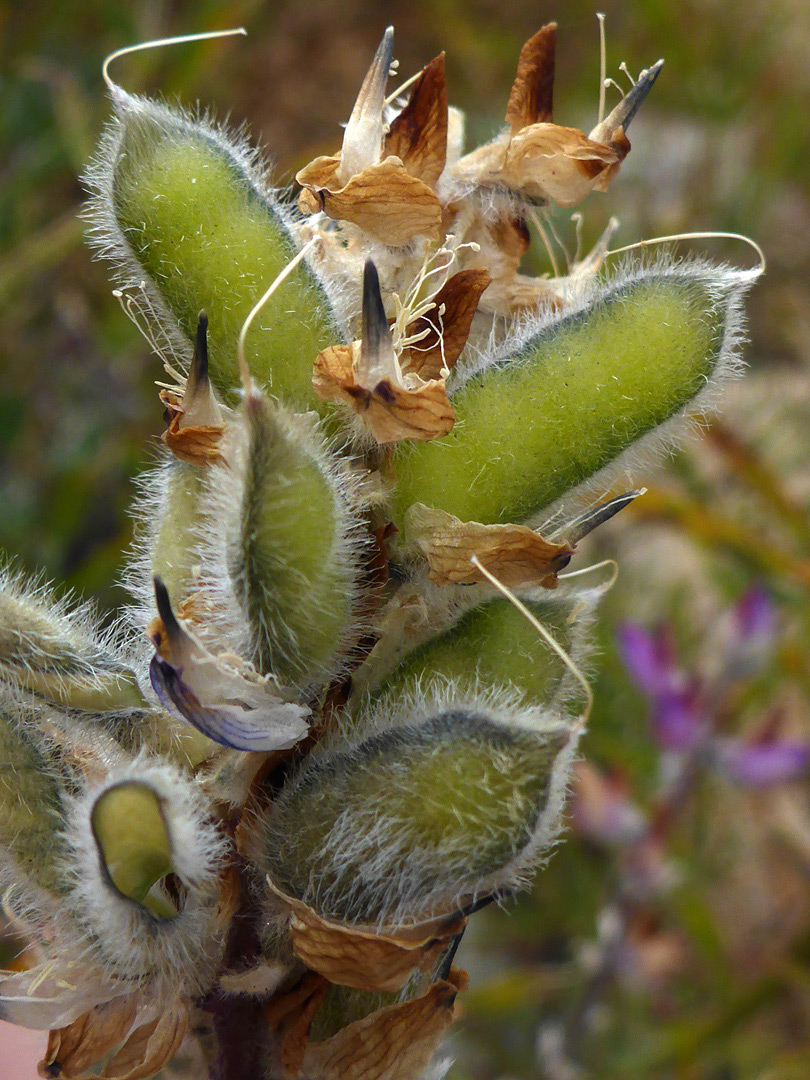 Hairy seed pods