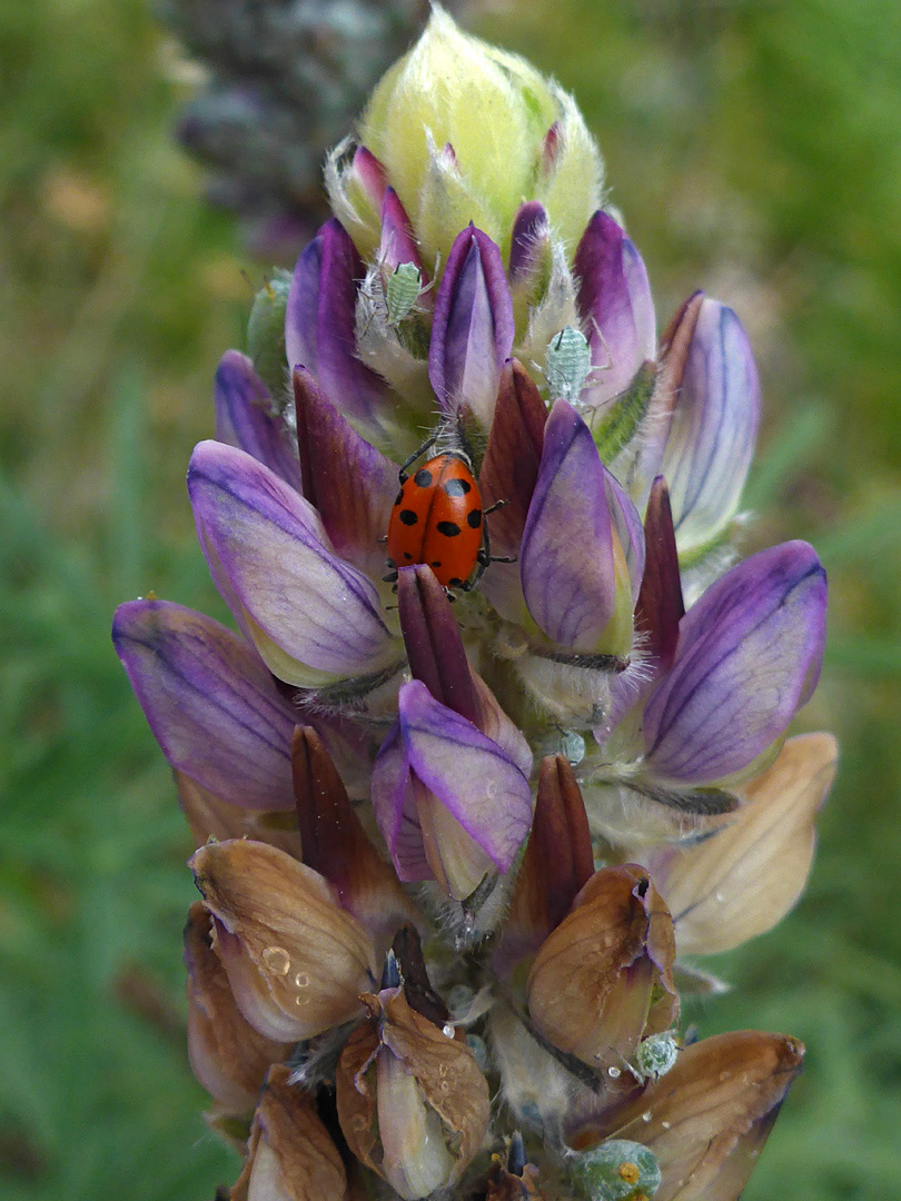 Bugs on flowers