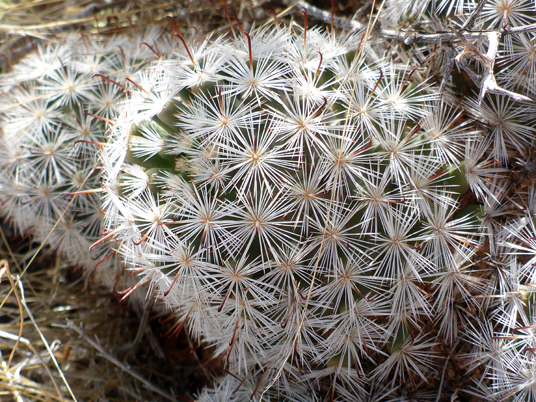 Short white spines