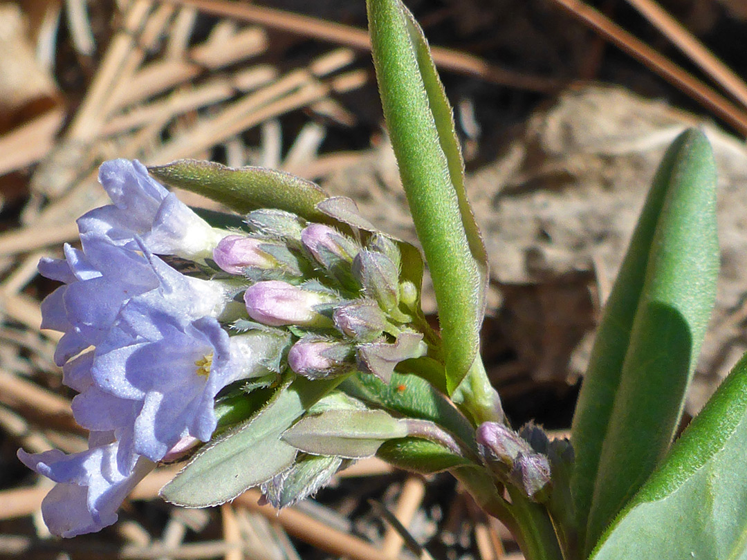 Developing inflorescence