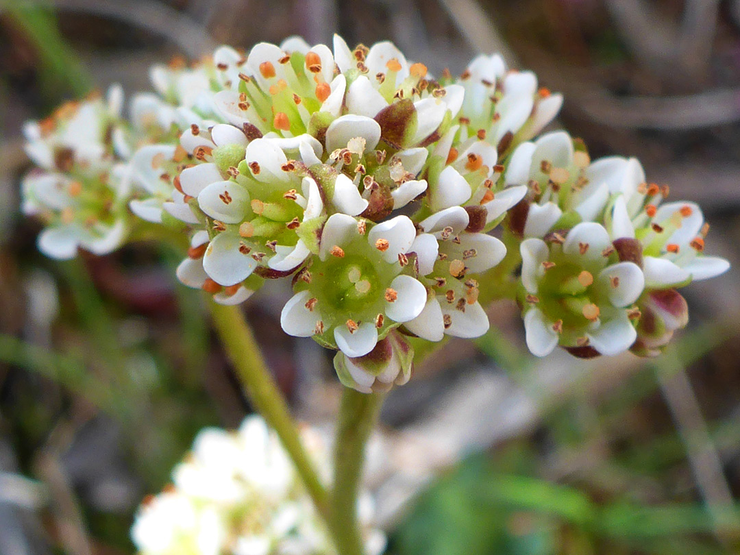 Compact flower cluster