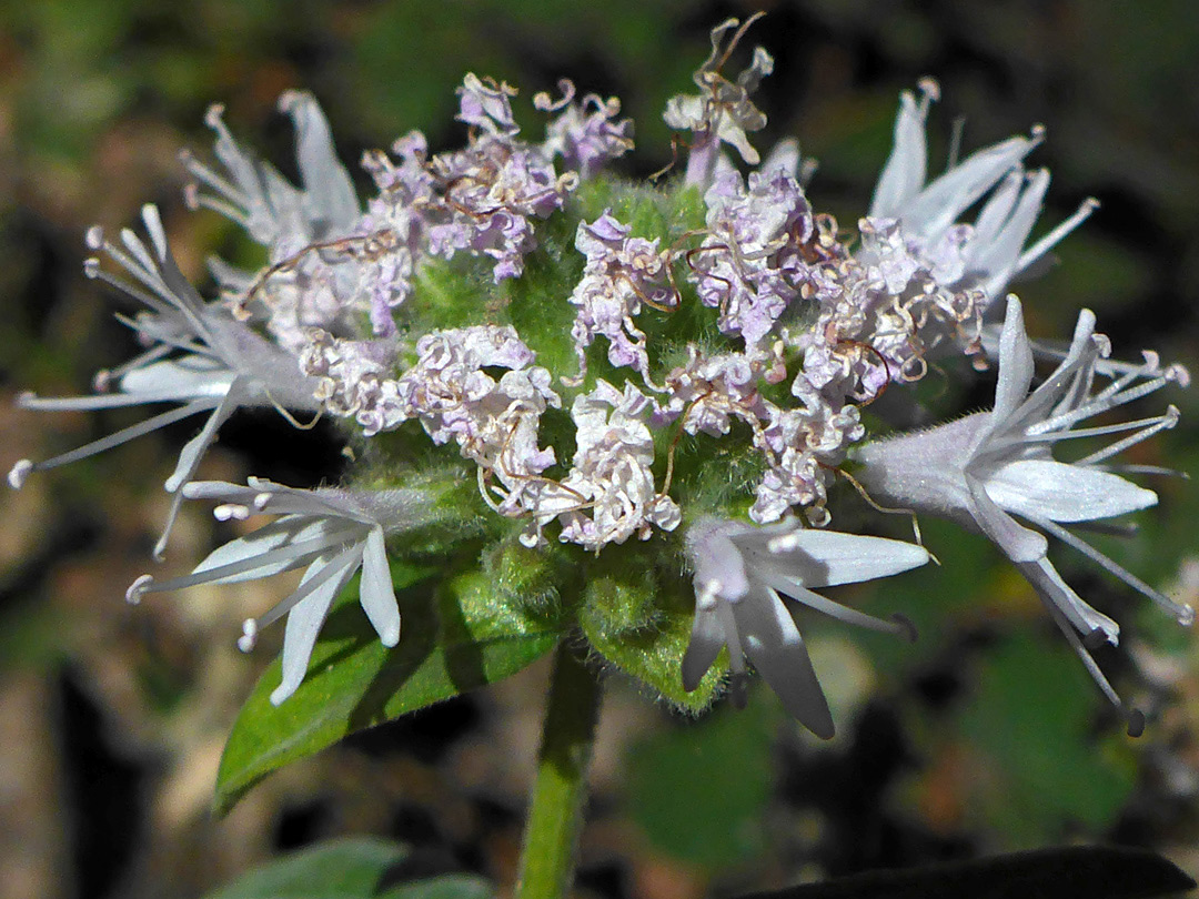 Partly withered flowers