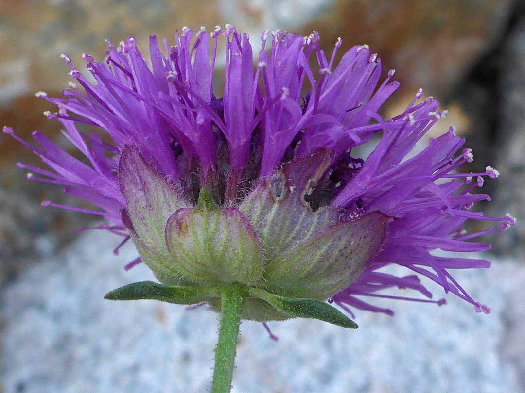 Flower cluster